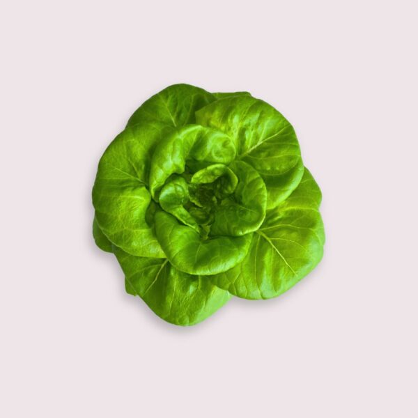 Butterhead Lettuce 牛油生菜