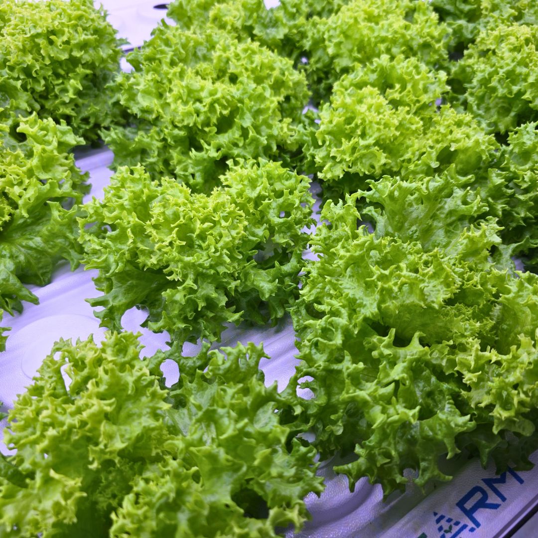 Green Coral Lettuce 绿珊瑚生菜 - Image 2