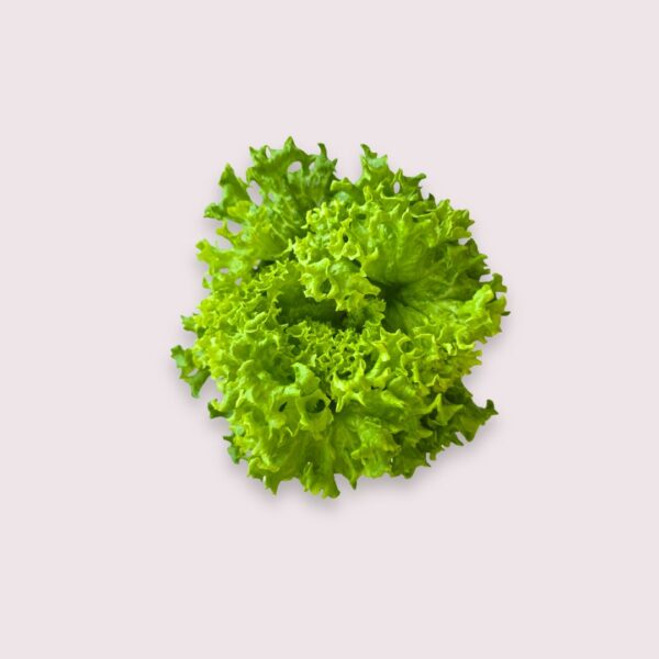 Green Coral Lettuce 绿珊瑚生菜
