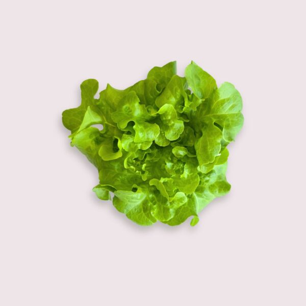 Oakleaf Lettuce 橡木叶生菜